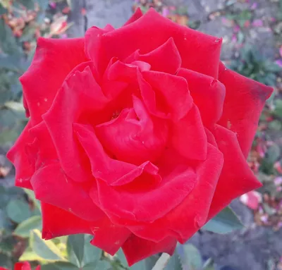 Сорт розы литке (75 фото) »