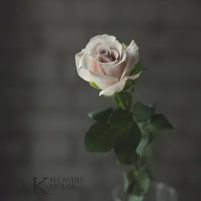 Цветы D\u0026K Flowers House: Роза «Мента» | D\u0026K Flowers House