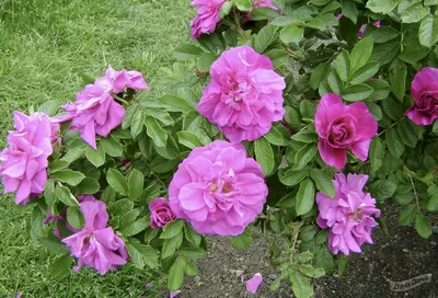 Роза морщинистая (Ругоза) (Rosa rugosa) - описание сорта, фото, саженцы,  посадка, особенности ухода. Дачная энциклопедия.