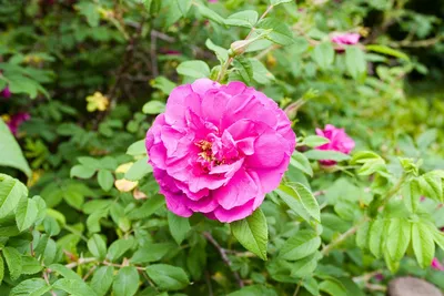 Роза морщинистая — красота необыкновенная. Выращивание, уход, сорта. Фото —  Ботаничка