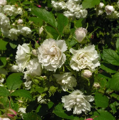 Роза морщинистая — красота необыкновенная. Выращивание, уход, сорта. Фото —  Ботаничка