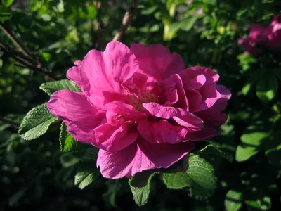 Шиповник морщинистый, или роза морщинистая — Rosa rugosa d… | Flickr