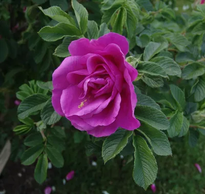 Роза морщинистая Грутендорст