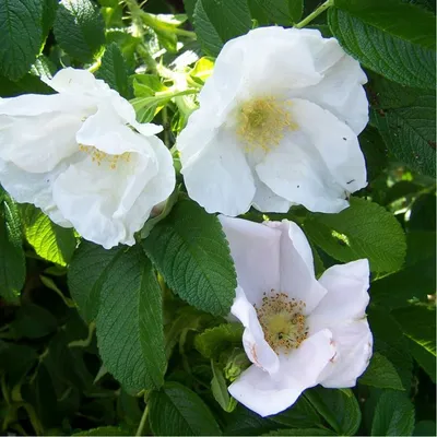 Роза морщинистая (Rosa rugosa Thunb.)
