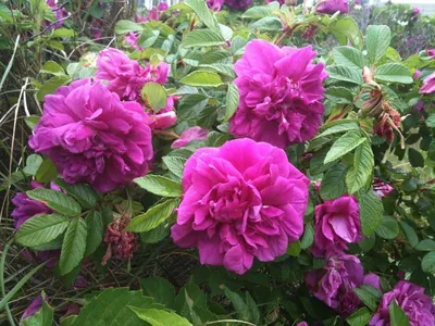 Роза морщинистая (Rosa rugosa) - «Более вкусных и крупных плодов, чем у морщинистой  розы, нет ни у одного сорта шиповника! Моя шиповниковая роза, которая все  лето радует цветением, а в августе и