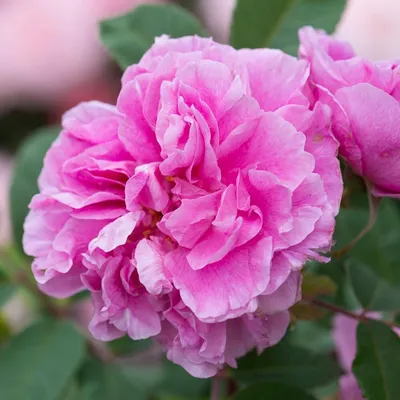 Роза ругоза и ее метаморфозы | Алла Капелян. Розы в саду | Дзен