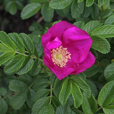 Ругоза Рубра роза -описание и характеристики, правила выращивания | РозоЦвет