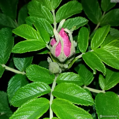 Роза морщинистая (Rosa rugosa) - «Я бы не назвала ее неприхотливой. Роза,  которая очаровательна листвой! :-)» | отзывы