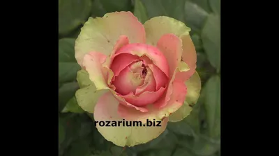 питахайя, вредная роза в моей коллекции, питомник роз полины козловой,  rozarium.biz - YouTube