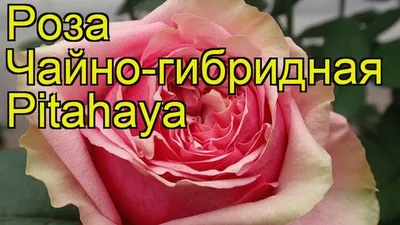 Роза чайно-гибридная Питахайа. Краткий обзор, описание характеристик, где  купить Pitahaya - YouTube