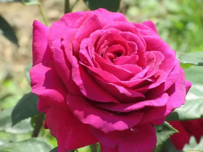 Роза чайно-гибридная \"Малиновая\" — купить по цене 900 руб. в  интернет-магазине \"Заокские питомники растений\"
