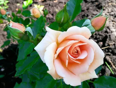 Роза чайно гибридная питахайя (72 фото) »