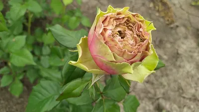 Роза Питахайя (Pitahaya)- характеристика и описание сорта с фото, отзывы  садоводов