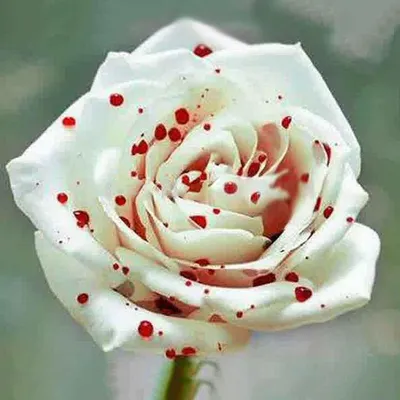 Купить семена кровавой белой розы: роза с каплями крови с бесплатной  доставкой | GoldSemena