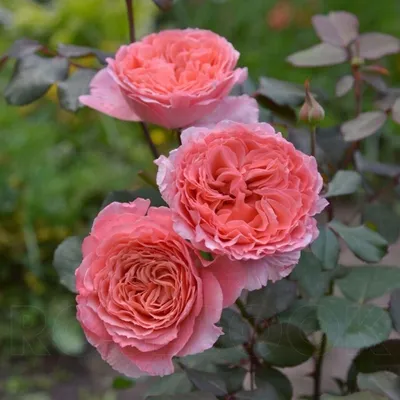Розы, цена 170 руб. купить в Ставрополе
