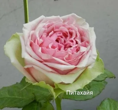хранение саженцев роз до высадки в грунт, распаковка роз, питомник роз  полины козловой rozarium.biz - YouTube