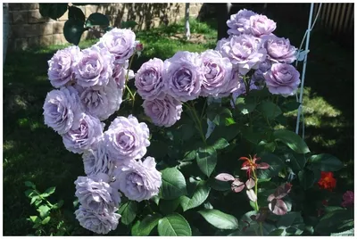 Розы Чайно гибридные Черри Бренди, цена 660 руб. купить в Сретенске