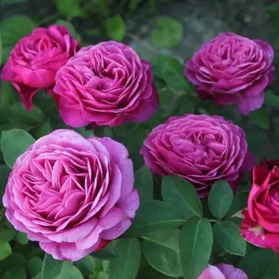Роза чайно-гибридная \"Хот Поинт\" — купить по цене 900 руб. в  интернет-магазине \"Заокские питомники растений\"