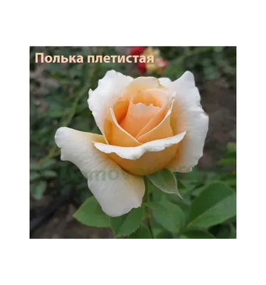 Роза Полка (Polka) плетистая клаймбер Киев, лучшая цена, купить в и...
