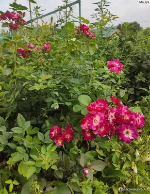 Роза плетистая Purple Splash агрофирма Семена Алтая - «Неприхотливая плетистая  роза, цветущая шапками весь сезон! Зимует без укрытия!» | отзывы