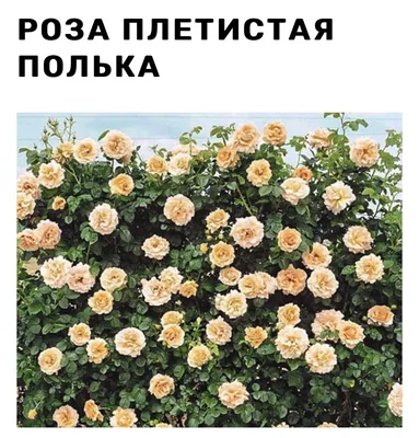 Плетистая Роза Полька