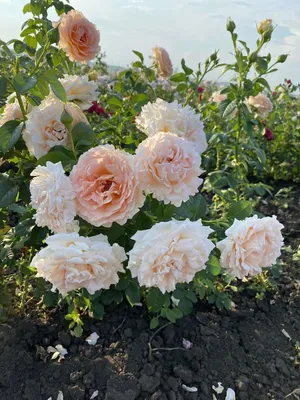Купить Саженец розы \"Полька\" | Плетистые розы оптом и в розницу | Питомник  Бахмут