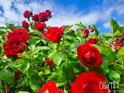 Роза плетистая Фламментанц (Climber rose Flammentanz) Кордес (Kordes) - «Плетистая  роза - моя самая большая любовь!)❤ Шикарный цвет, ⚘обильное цветение!⚘  Радует и глаза и душу!)» | отзывы