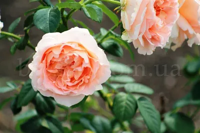 Роза плетистая Полька (Polka), цена 144 грн — Prom.ua (ID#1485773962)