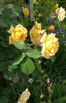 Сорта плетистой розы в горшках купить в Краснодаре
