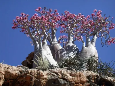 Ядовитая роза пустыни - прекрасная и опасная | Пикабу