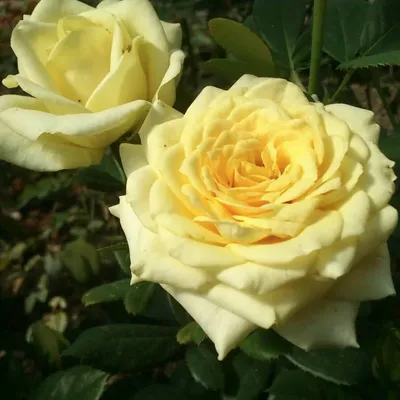 Сочно! Три розы с яркими цветками | Дачные советы. Семена Алтая | Дзен