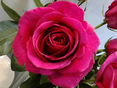 Саженцы роз в категории \"Дом и сад\" | Сравнить цены и купить на Prom.ua,  стр. 2