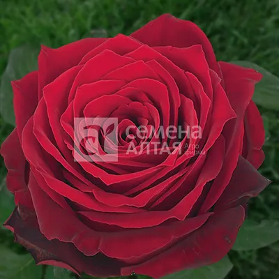Роза розалинда - 47 фото
