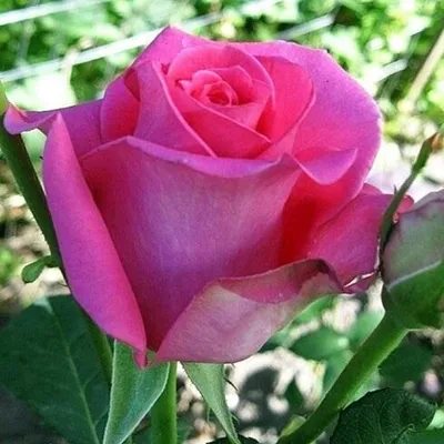 Роза Ravel (Равель) – купить саженцы роз в питомнике в Москве