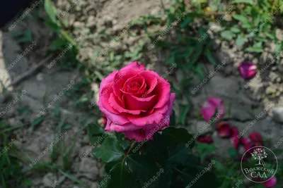 Сорт розы равель (77 фото) »