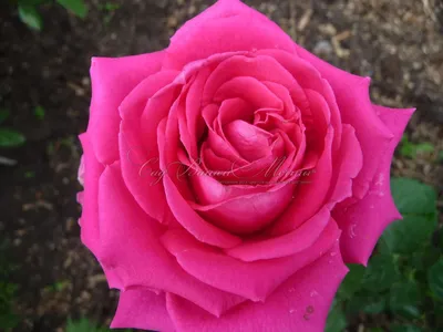 Роза россини фото