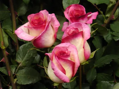 roses | OLYMPUS DIGITAL CAMERA | Robert Rossini | Flickr