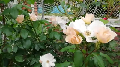 Sally Holmes pruned as a shrub #rose | Plants, Shrubs, Garden