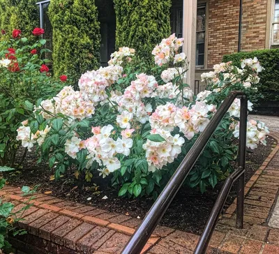 Мускусные розы моего сада, изучаю особенности ухода — RoseCatalog.ru