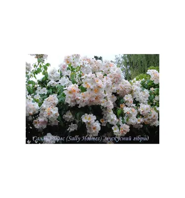 Роза 'Салли Холмс' (плетистая) купить по цене 3.680,00 руб. руб. в Москве в  питомнике растений Южный