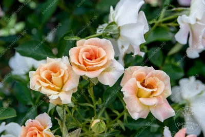 *Роза \"Салли Холмс\" / #Rosa \"Sally Holmes\". Дождливо, пасмурно и она не  выгорает, сохраняя нежный кремово-розовый цвет. #дача #с… | Дикий сад,  Цветы, Розы