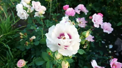 Роза парковая Серия Ваза Ваза Лавендер (в тубе) купить в интернет-магазине  Доминго