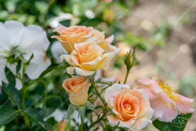 Какие розы я выбраю для своего розария. И почему. | Про розы, сад и  путешествия | Дзен