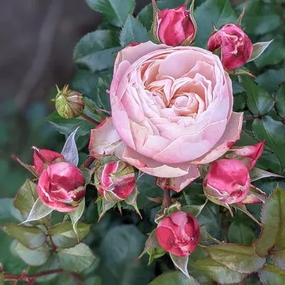 САЖЕНЦЫ РОЗ: купить саженцы роз в Твери - цена в интернет магазине GreenTver