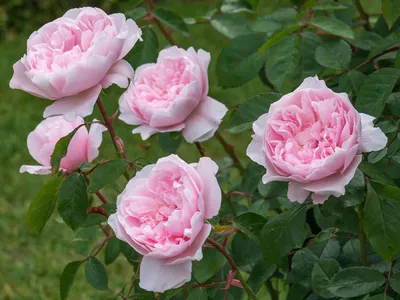 САЖЕНЦЫ РОЗ: купить саженцы роз в Твери - цена в интернет магазине GreenTver