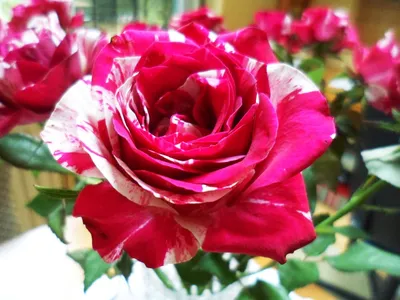Purple Tiger Rose | The Rose Journal