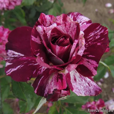Роза Purple Tiger для сада и загородного дома — RoseCatalog.ru