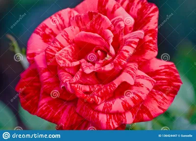 Nahaufnahme von Himbeere Tiger Rose in voller Blüte Stockfotografie - Alamy