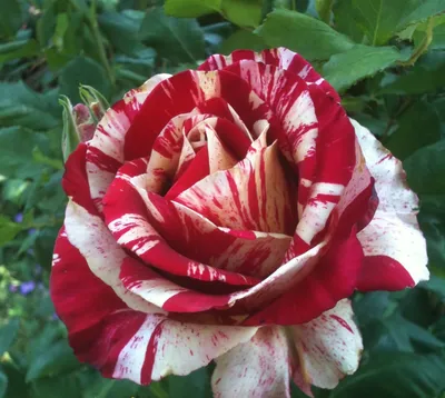 Long stemmed rose (Hybrid Tea) Raspberry Tiger 175mm Pot - Dawsons Garden  World
