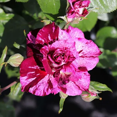 Rosa 'Eye of the Tiger' (PBR) - 3 литра - Otter Garden Centers